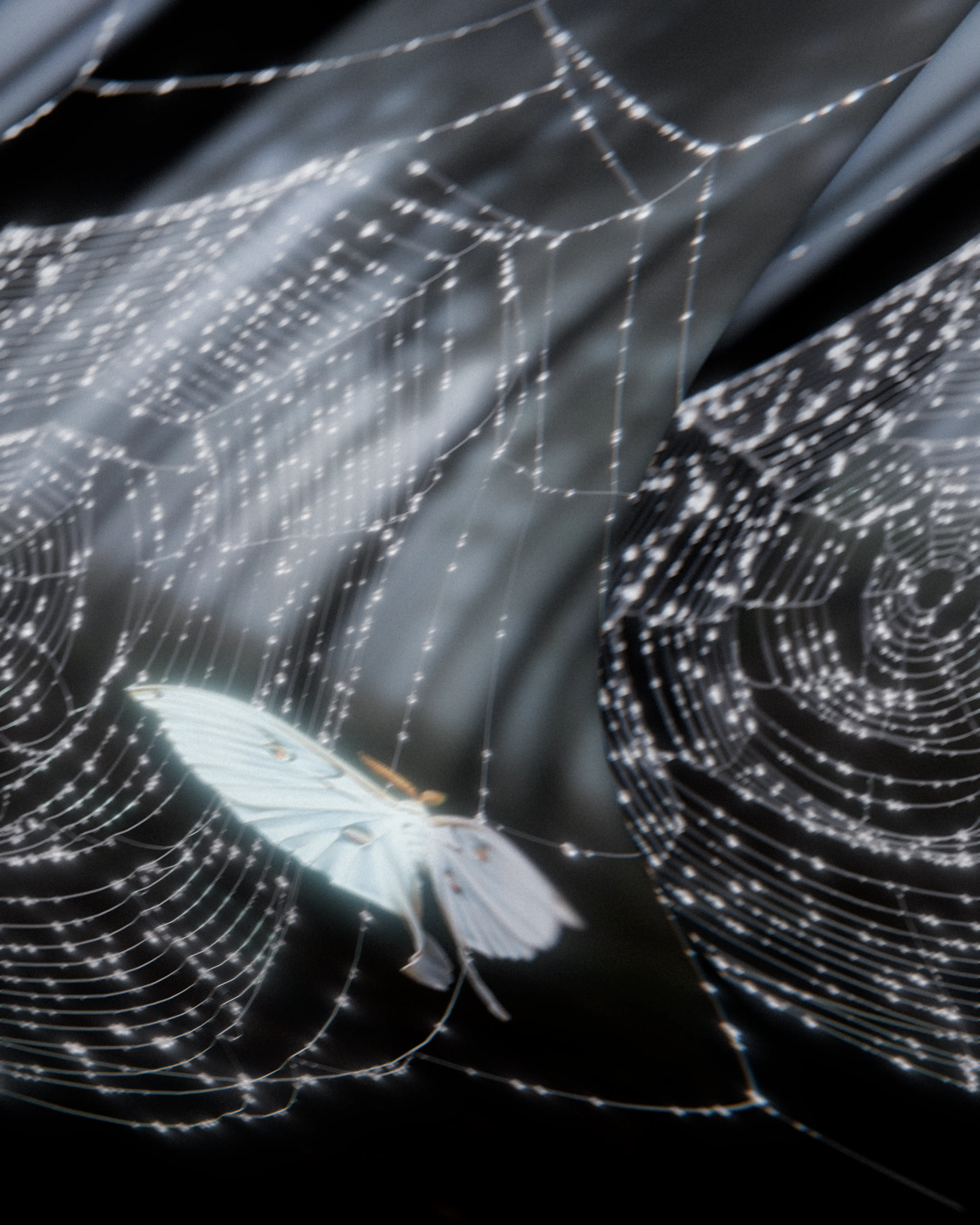 spiderweb